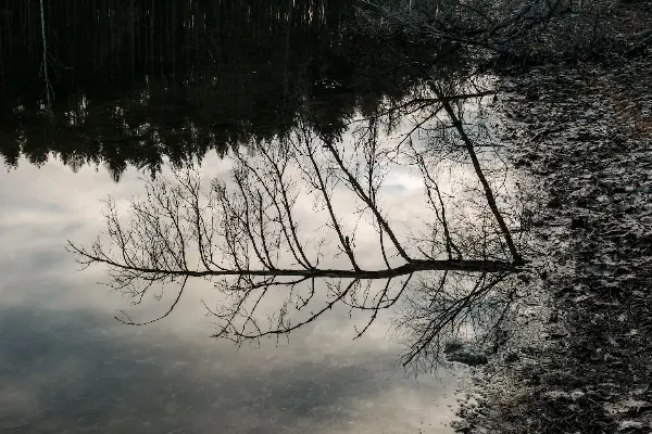 Odraz nahnutého stromu ve tiché vodě jezera v monochromatických tónech.