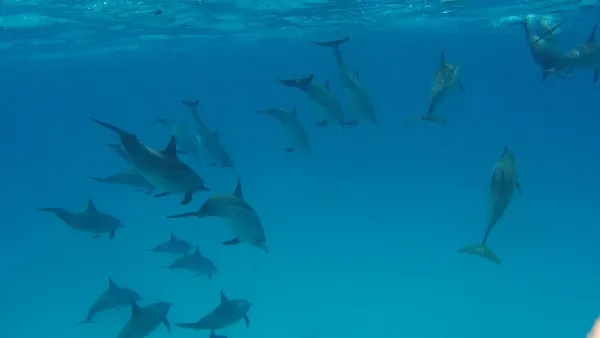 Stádo delfínů plave v otevřené modré oceánské vodě.